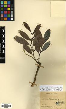 Type specimen at Edinburgh (E). Balansa, Benedict: 1353. Barcode: E00346948.