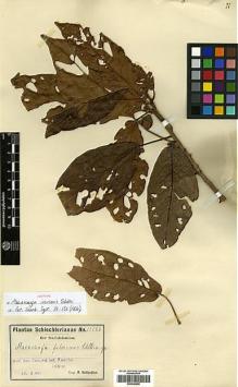 Type specimen at Edinburgh (E). Schlechter, Friedrich: 15026. Barcode: E00346950.