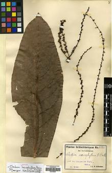 Type specimen at Edinburgh (E). Schlechter, Friedrich: 15005. Barcode: E00346956.