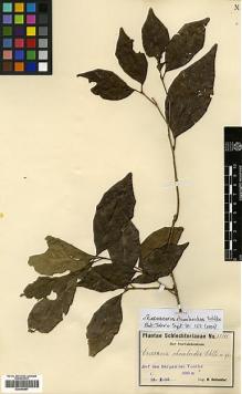 Type specimen at Edinburgh (E). Schlechter, Friedrich: 15041. Barcode: E00346957.