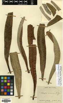Type specimen at Edinburgh (E). Franc, Isidore: 1734. Barcode: E00346958.
