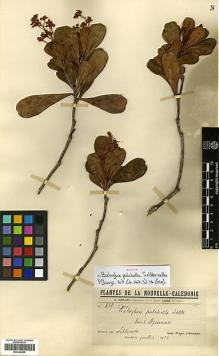 Type specimen at Edinburgh (E). Franc, Isidore: 437. Barcode: E00346959.