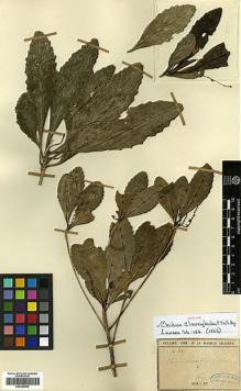 Type specimen at Edinburgh (E). Vieillard, Eugène: 1156. Barcode: E00346960.