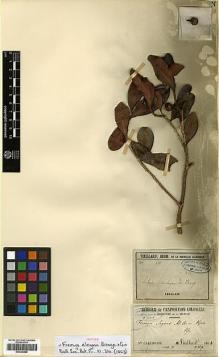 Type specimen at Edinburgh (E). Vieillard, Eugène: 470. Barcode: E00346966.