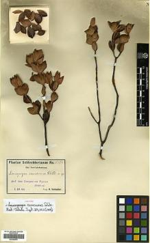 Type specimen at Edinburgh (E). Schlechter, Friedrich: 15184. Barcode: E00346970.