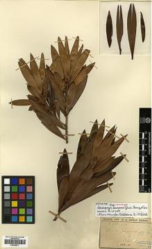 Type specimen at Edinburgh (E). Vieillard, Eugène: 837, 838. Barcode: E00346973.