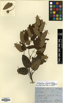 Type specimen at Edinburgh (E). Vieillard, Eugène: 2147. Barcode: E00346975.