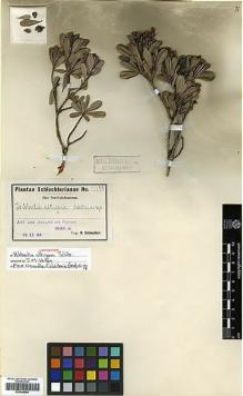 Type specimen at Edinburgh (E). Schlechter, Friedrich: 15159. Barcode: E00346984.