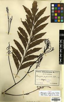 Type specimen at Edinburgh (E). Schlechter, Friedrich: 14887. Barcode: E00346992.