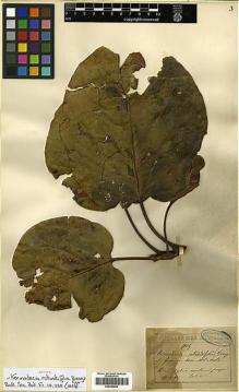 Type specimen at Edinburgh (E). Vieillard, Eugène: 1105. Barcode: E00346993.
