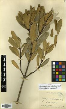Type specimen at Edinburgh (E). Balansa, Benedict: 2128A. Barcode: E00346999.