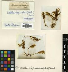 Type specimen at Edinburgh (E). Wallich, Nathaniel: . Barcode: E00348068.