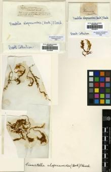 Type specimen at Edinburgh (E). Wallich, Nathaniel: . Barcode: E00348069.