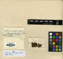 Type specimen at Edinburgh (E). Spruce, Richard: 476. Barcode: E00348090.