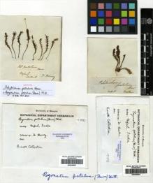Type specimen at Edinburgh (E). Wallich, Nathaniel: . Barcode: E00348091.