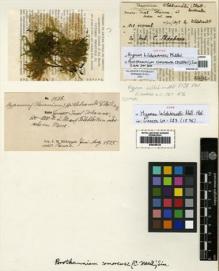 Type specimen at Edinburgh (E). Hildebrandt, Johann: 1828. Barcode: E00348132.