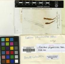 Type specimen at Edinburgh (E). Swartz, Olof: . Barcode: E00348134.