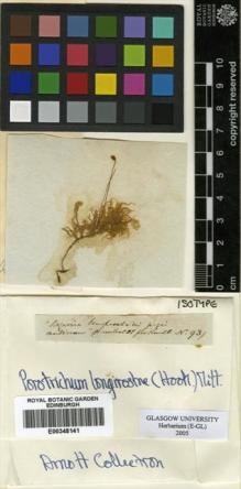 Type specimen at Edinburgh (E). Humboldt, Friedrich: 93. Barcode: E00348141.