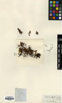 Type specimen at Edinburgh (E). Beechey's Voyage [Collectors: Lay & Collie]: . Barcode: E00348189.