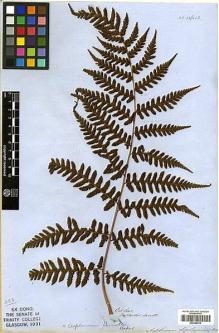 Type specimen at Edinburgh (E). Beechey's Voyage [Collectors: Lay & Collie]: . Barcode: E00348210.