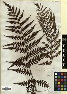 Type specimen at Edinburgh (E). Beechey's Voyage [Collectors: Lay & Collie]: . Barcode: E00348211.