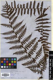Type specimen at Edinburgh (E). Beechey's Voyage [Collectors: Lay & Collie]: . Barcode: E00348212.
