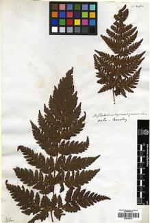 Type specimen at Edinburgh (E). Beechey's Voyage [Collectors: Lay & Collie]: . Barcode: E00348213.