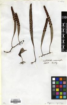 Type specimen at Edinburgh (E). Beechey's Voyage [Collectors: Lay & Collie]: . Barcode: E00348214.