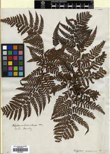 Type specimen at Edinburgh (E). Beechey's Voyage [Collectors: Lay & Collie]: . Barcode: E00348221.