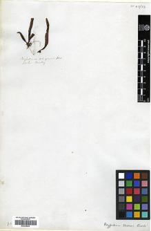 Type specimen at Edinburgh (E). Beechey's Voyage [Collectors: Lay & Collie]: . Barcode: E00348222.