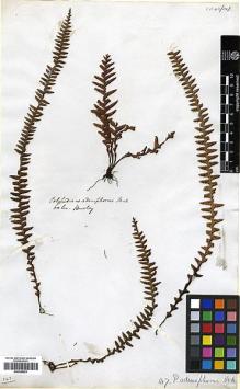 Type specimen at Edinburgh (E). Beechey's Voyage [Collectors: Lay & Collie]: . Barcode: E00348223.