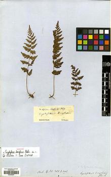 Type specimen at Edinburgh (E). Douglas, David: 51. Barcode: E00348236.