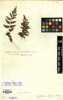 Type specimen at Edinburgh (E). Douglas, David: 51. Barcode: E00348237.