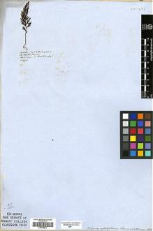 Type specimen at Edinburgh (E). Beechey's Voyage [Collectors: Lay & Collie]: . Barcode: E00348251.