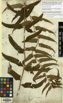 Type specimen at Edinburgh (E). Wallich, Nathaniel: 381. Barcode: E00348308.