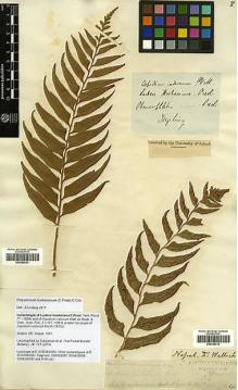 Type specimen at Edinburgh (E). Wallich, Nathaniel: 381. Barcode: E00348310.