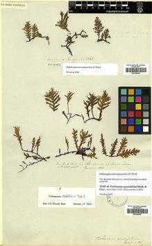 Type specimen at Edinburgh (E). Jameson, W.: . Barcode: E00348402.