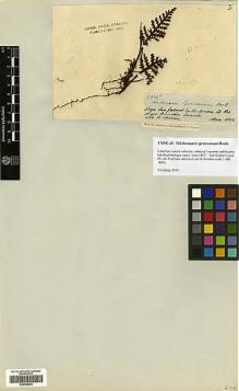 Type specimen at Edinburgh (E). Spruce, Richard: 2334. Barcode: E00348403.