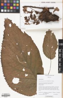 Type specimen at Edinburgh (E). Middleton, David; Karaket, Preecha; Triboun, Pramote; Kawatkul, Umpika; Meeboonya, Rumrada: 4543. Barcode: E00348423.