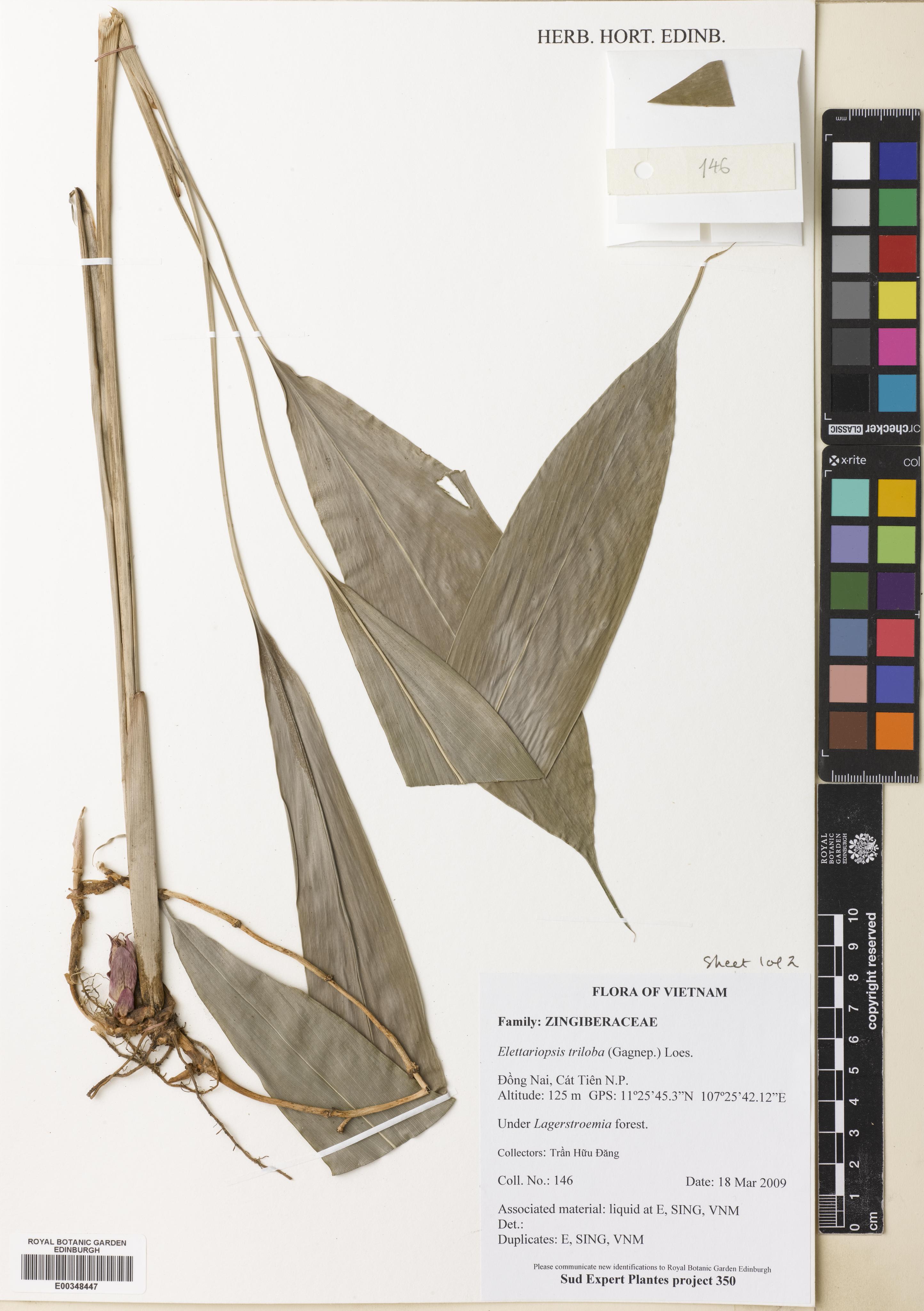 Amomum trilobum — ảnh 3