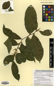 Type specimen at Edinburgh (E). Bissiengou, P: 394. Barcode: E00348538.