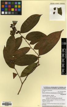 Type specimen at Edinburgh (E). Bissiengou, P: 351. Barcode: E00348539.
