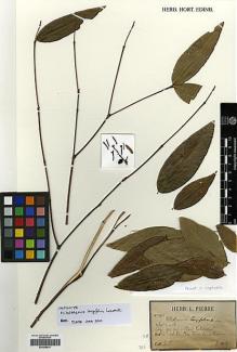 Type specimen at Edinburgh (E). Pierre, Jean: 1418. Barcode: E00348541.