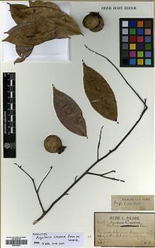 Type specimen at Edinburgh (E). Pierre, Jean: 3619. Barcode: E00348542.