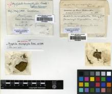 Type specimen at Edinburgh (E). Gunn, William: 353. Barcode: E00348568.