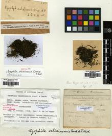 Type specimen at Edinburgh (E). Foreau, Georges: . Barcode: E00348570.