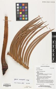 Type specimen at Edinburgh (E). MacDonald, J.; Ismail, R.: 4184. Barcode: E00348630.