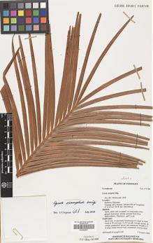 Type specimen at Edinburgh (E). MacDonald, J.; Ismail, R.: 4184. Barcode: E00348631.
