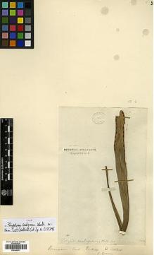 Type specimen at Edinburgh (E). Wallich, Nathaniel: 285. Barcode: E00348671.