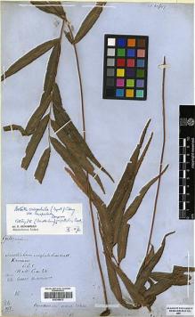 Type specimen at Edinburgh (E). Wallich, Nathaniel: 24. Barcode: E00348672.